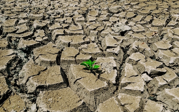 Albero del suolo di siccità sul terreno dell'ecologia e dell'ambiente