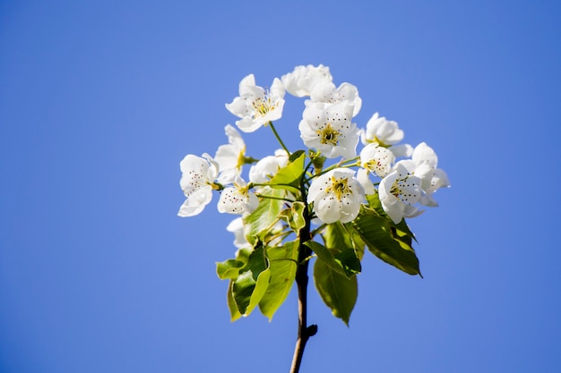 Albero del tempo di primavera, fiori bianchi sul ramo, tempo di fioritura del ciliegio, sfondo della natura