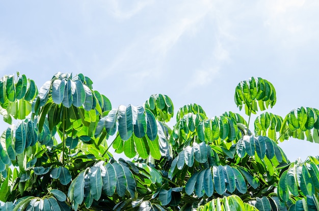 Albero dell'ombrello, albero di polpo, foglia verde sullo sfondo del cielo blu