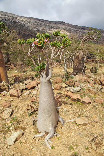 Albero della bottiglia sull'altopiano di Homhil Isola di Socotra Oceano Indiano Yemen