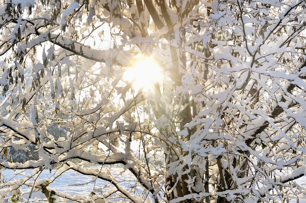 Albero della copertura della neve in inverno