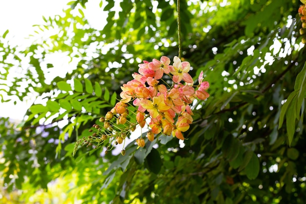 Albero della doccia arcobaleno con fiore