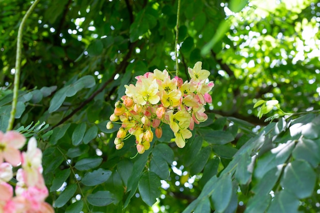 Albero della doccia arcobaleno con fiore