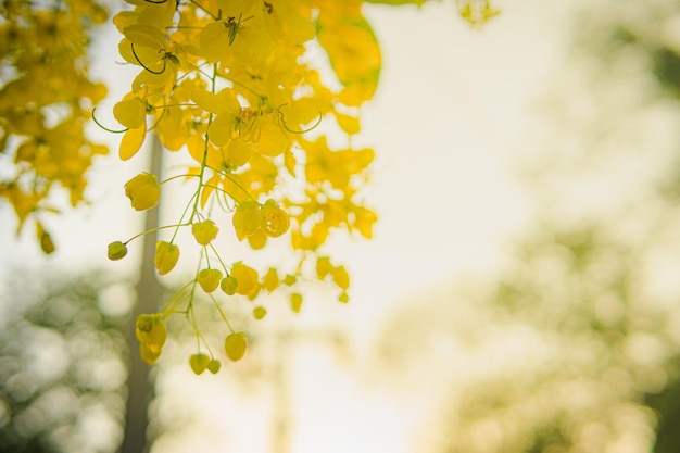 Albero della doccia dorata in fiore ad aprile