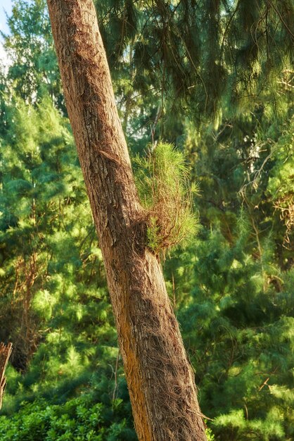 Albero della foresta nella giungla Hawaii USA Giungla alle Hawaii Una vista panoramica della foresta in primavera Alberi tropicali nella vita ecologica nelle foreste pluviali tropicali hawaiane in un deserto organico