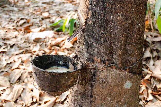 Albero della gomma e ciotola di plastica riempita di lattice nella piantagione di gomma