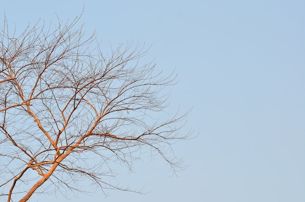 Albero della morte e cielo blu