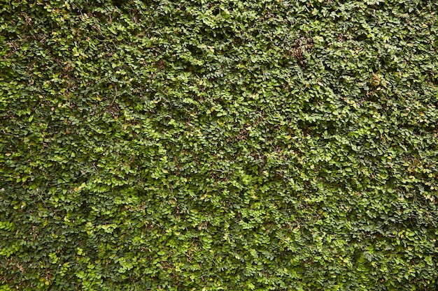 Albero della parete e priorità bassa verde del foglio