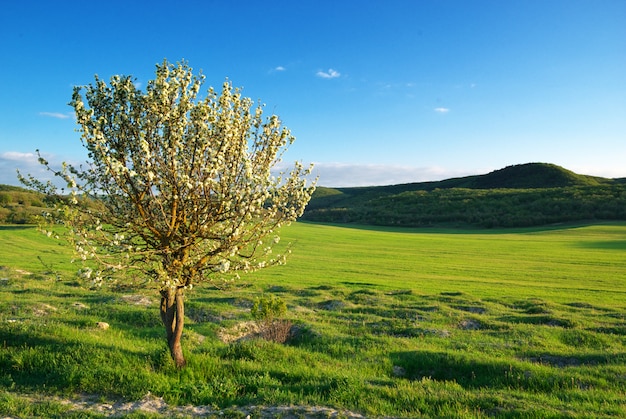 Albero della primavera in prato verde