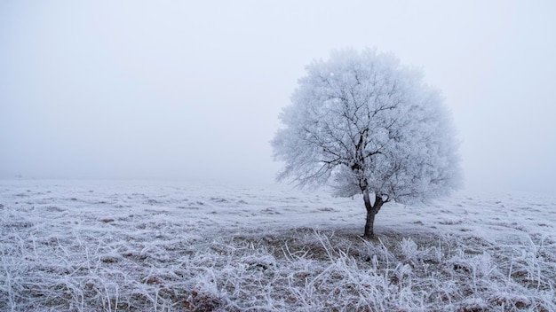 Albero della quiete gelida nella steppa ghiacciata