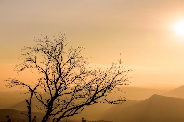 Albero della siluetta con priorità bassa di alba