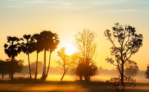 Albero della siluetta in Tailandia con Sunrise.Tree stagliano contro un sole al tramonto. Albero scuro sull'alba drammatica in campo aperto. Tramonto tipico della Tailandia con gli alberi nel parco nazionale di Khao Yai, Tailandia