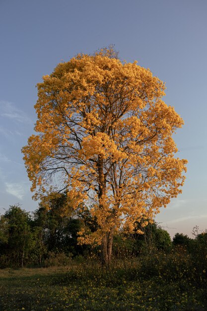 Albero della stagione