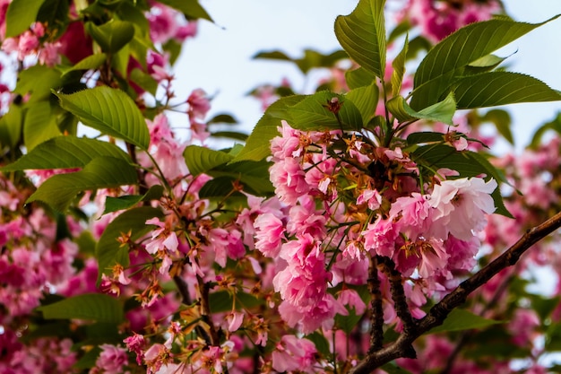 Albero della tromba rosa a Ceske Budejovice