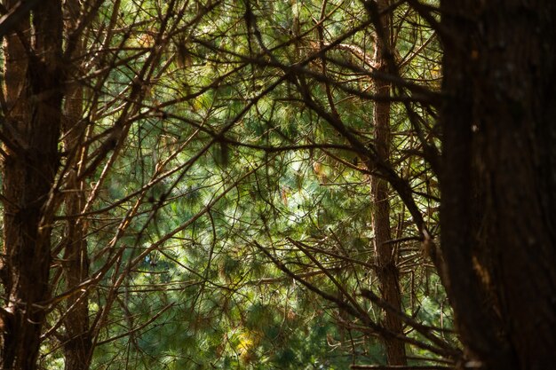 Albero delle caverne nella foresta