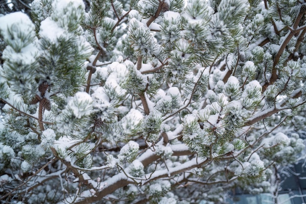 Albero di abete coperto di neve in inverno