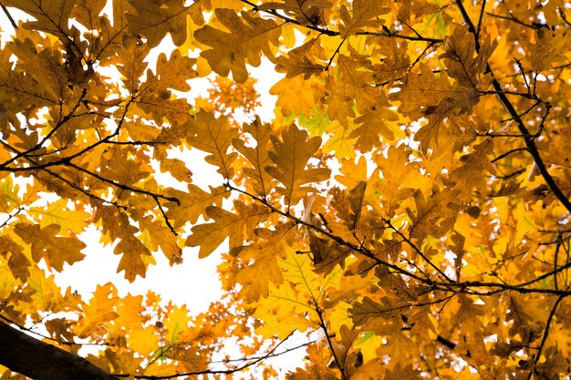 albero di acero con fogliame giallo