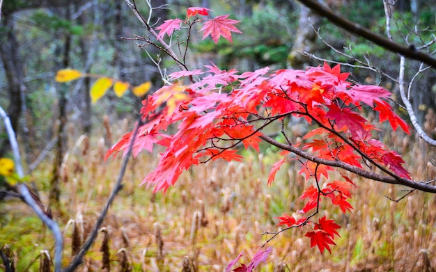 Albero di acero naturale giapponese nella stagione di autunno con cambiamento di colore delle foglie