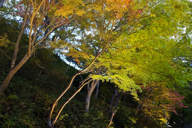 Albero di acero nella stagione autunnale