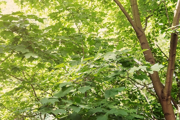 Albero di acero verde estate