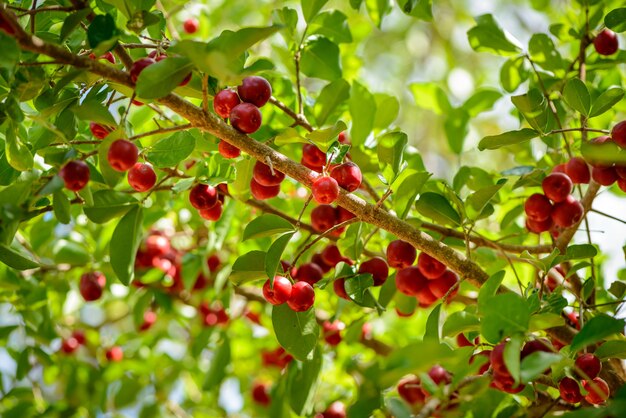 Albero di acerola con molti frutti maturi.