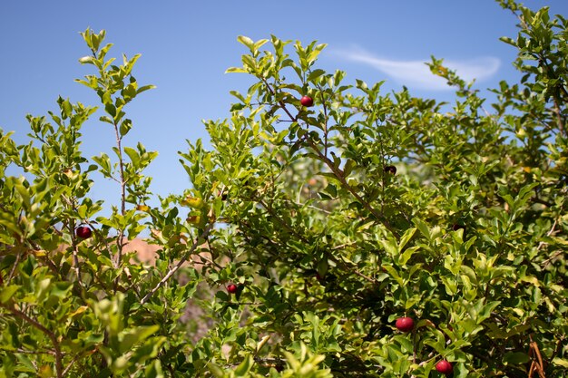 Albero di Acerola