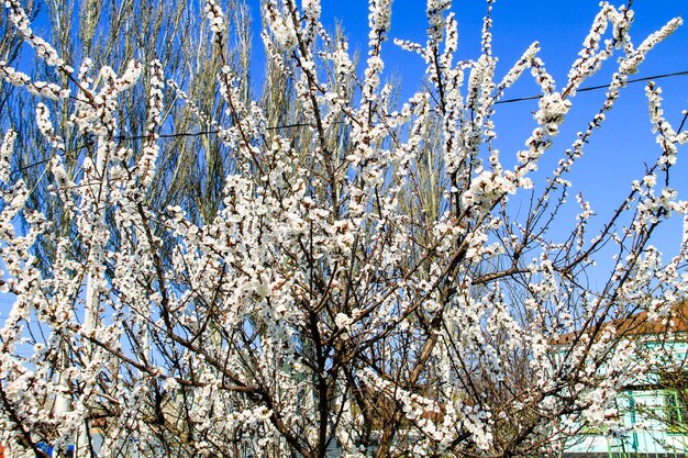 Albero di albicocche nel parco in primavera Fiore bianco di primavera