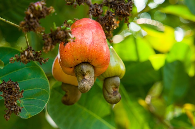 Albero di anacardi, pieno di frutti rossi