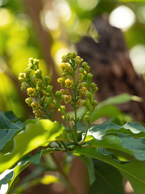 Albero di angiosperme in fiore