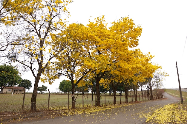 albero di araguaney giallo fiorito nel campo