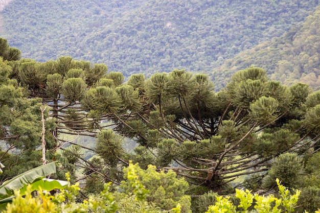 Albero di araucaria nella Serra da Mantiqueira a Sao Paulo, in Brasile