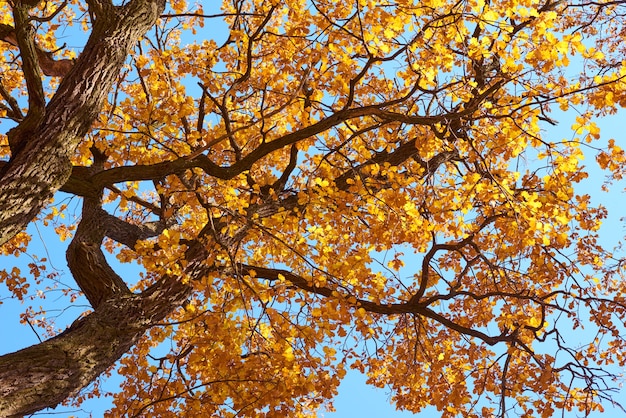 Albero di autunno con foglie d'oro sul cielo blu