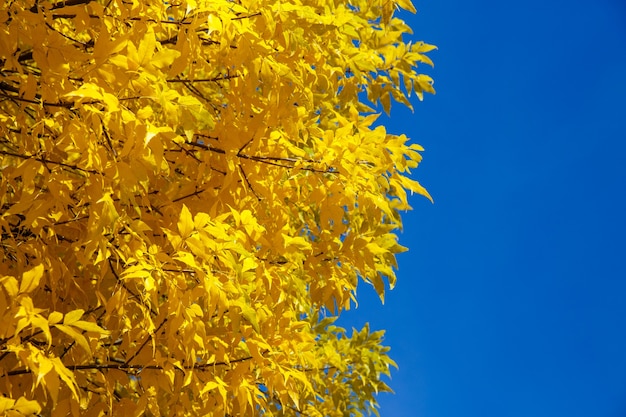 Albero di autunno con foglie gialle contro il cielo blu