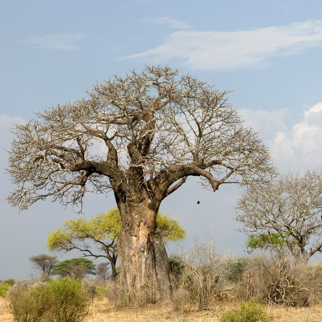 Albero di balboa nel Serengeti, Tanzania, Africa