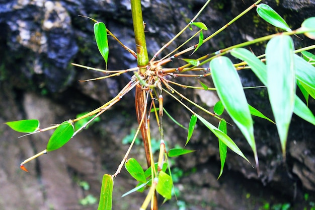 ALBERO DI BAMBÙ