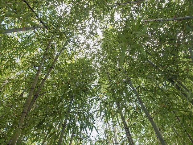 Albero di bambù Bambusoideae