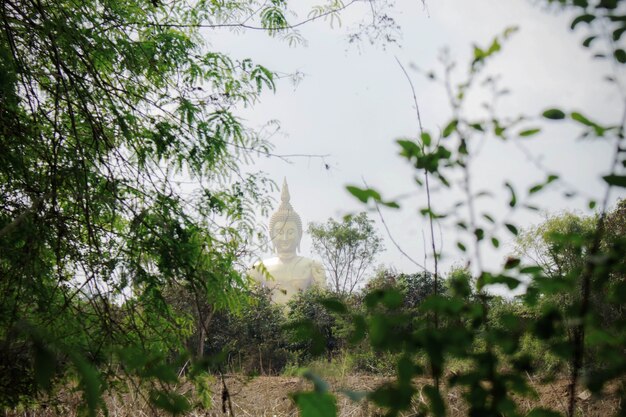 Albero di bambù della priorità bassa del Buddha.