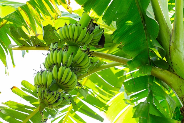 albero di banana e banana, albero di banana con un mazzo di banane in giardino