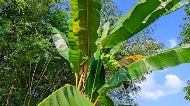 albero di banana verde