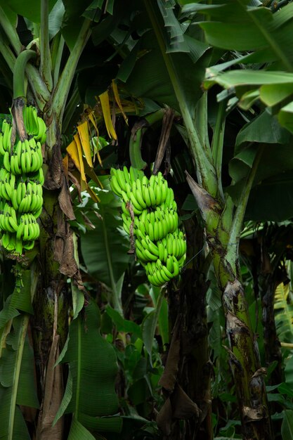 Albero di banane con banane verdi