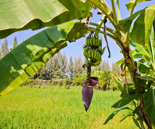 Albero di banane con frutta e infiorescenza