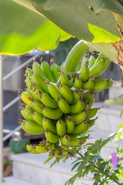 Albero di banane con il primo piano dei frutti