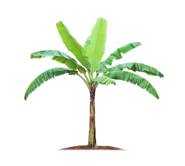 Albero di banane isolato su sfondo bianco con tracciati di ritaglio per il design del giardino