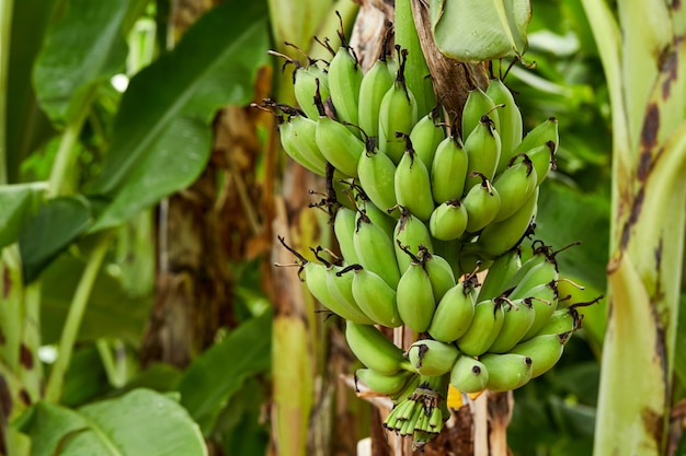 Albero di banane nei campi