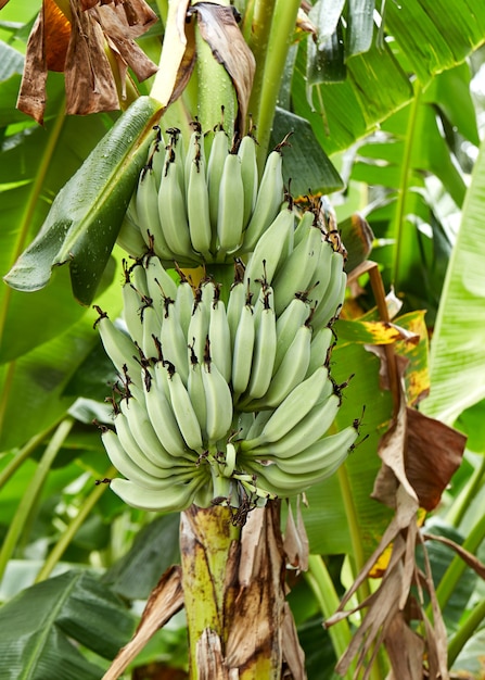 Albero di banane nei campi