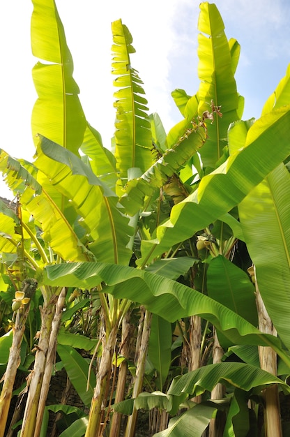 Albero di banane