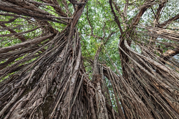 Albero di banyan