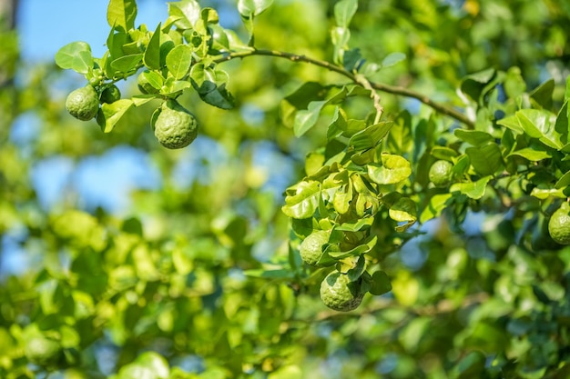 Albero di bergamotto o limetta con foglie verdi su sfondo blu cielo