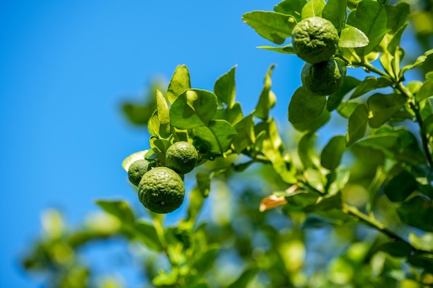 Albero di bergamotto o limetta con foglie verdi su sfondo blu cielo