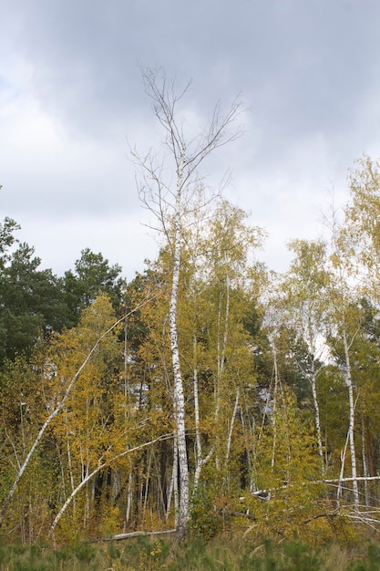 Albero di betulla rotto nella foresta di autunno Primo piano